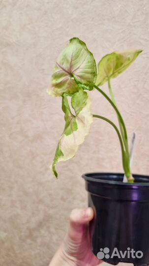 Сингониум орм тонг вар