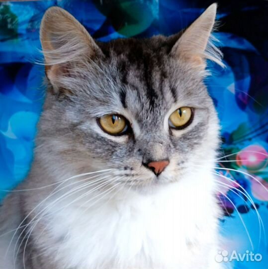 Кошка Мася, 2 года