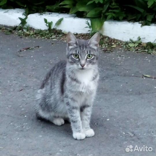 Котята бесплатно