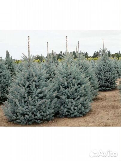 Ель Фат Альберт