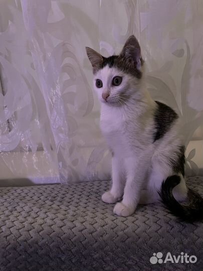 Котенок в добрые руки