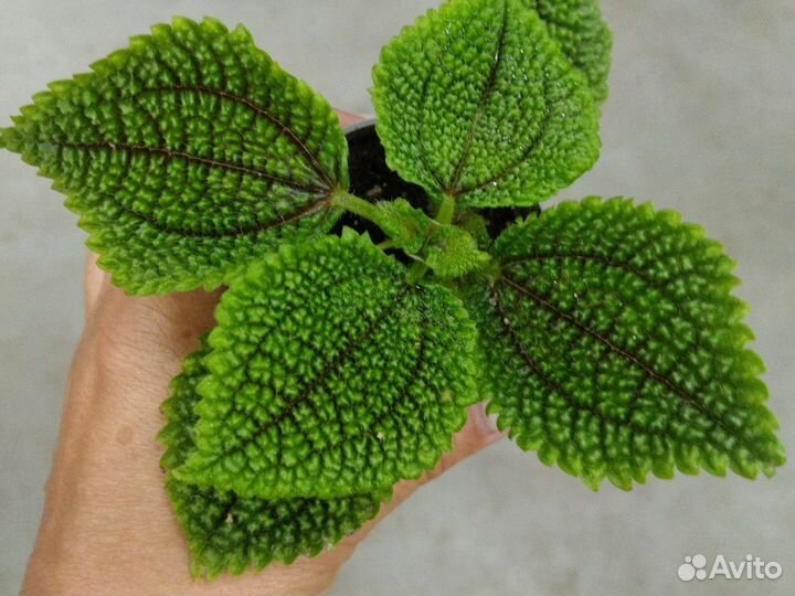 Пилея Мун Вэлли