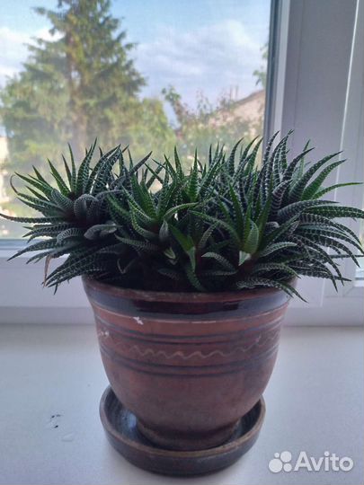 Толокнянка