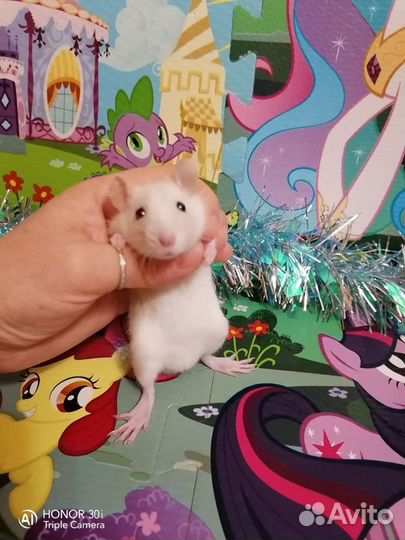 Дамбо крысята. Клетки. Доставка. Крыса