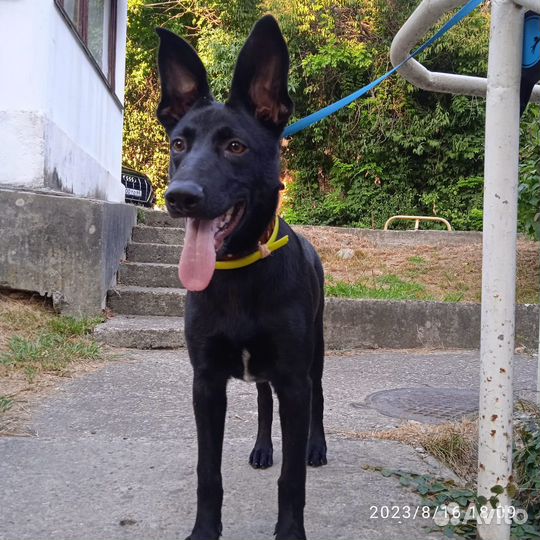 Собака в добрые руки