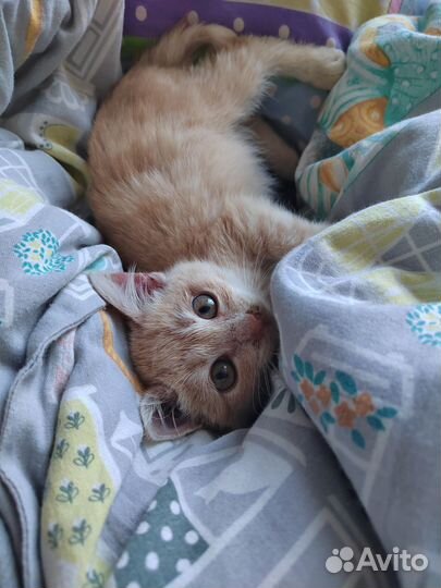 Кошка в дар бесплатно