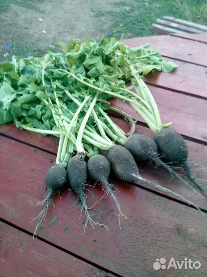 Редька лечебная, зелень кинза, укроп