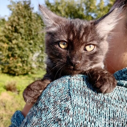 Кошка в дар бесплатно