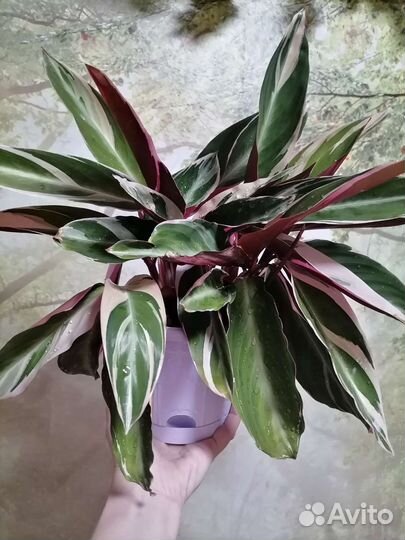 Строманта триколор