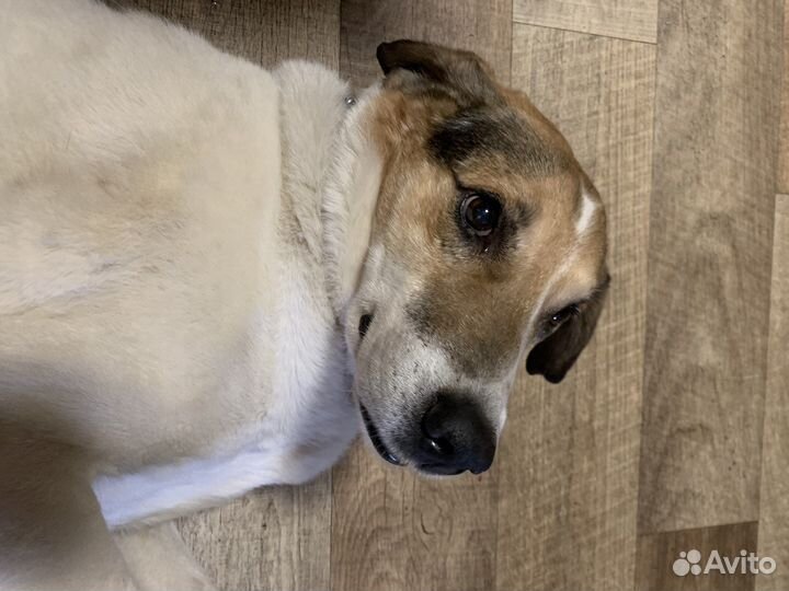 Собака в добрые руки