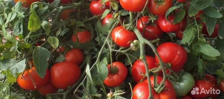 Семена миниатюрных томатов