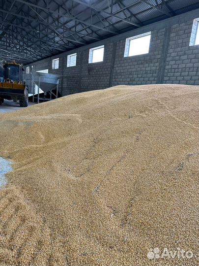 Кукуруза зерно