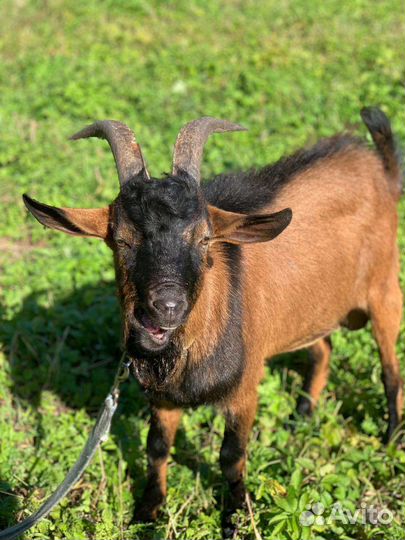 Козел альпийский