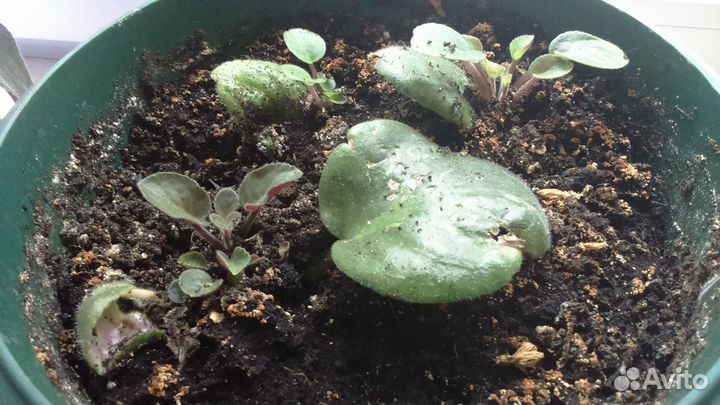 Фиалки (отростки) в горшке 27х23