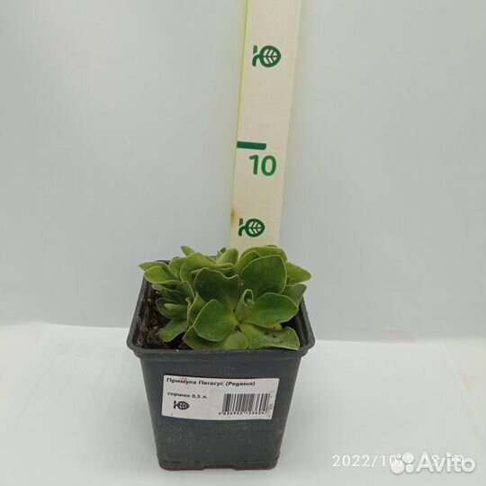 Примула Пегасус