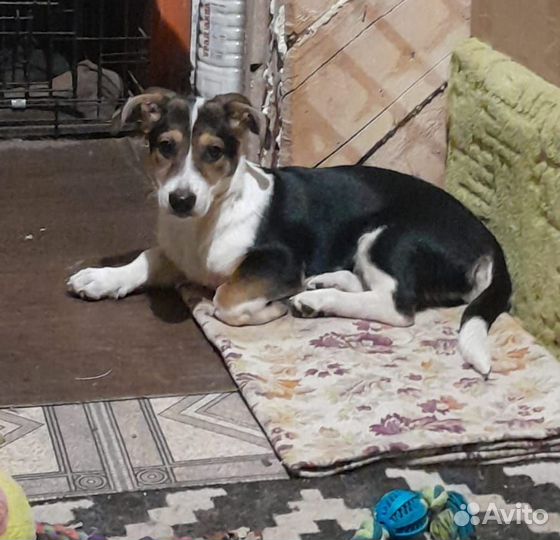 Щенок в добрые руки бесплатно