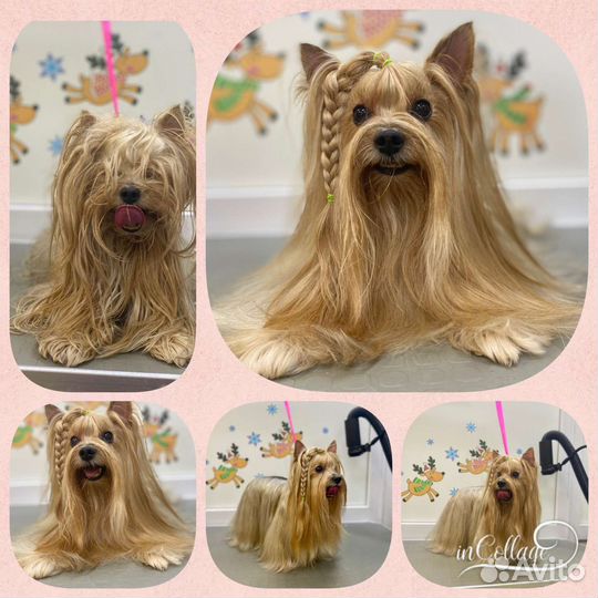 Стрижка собак