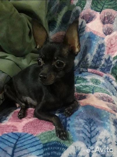 Мини той-терьер