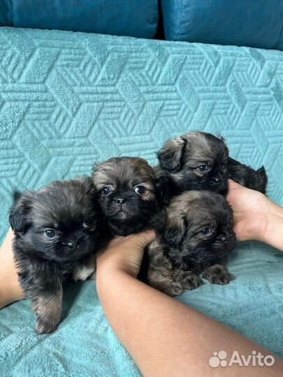 Щенки пекинеса