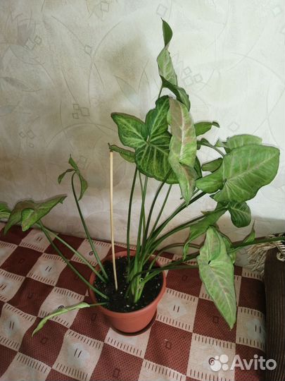 Комнатные растения