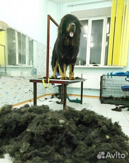 Стрижка, тримминг, подготовка к выставке, зал для