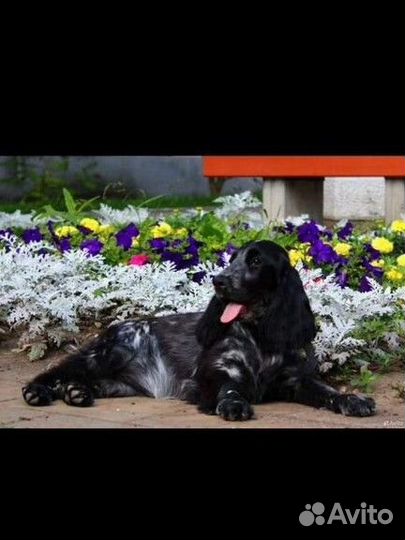 Английский кокер спаниель