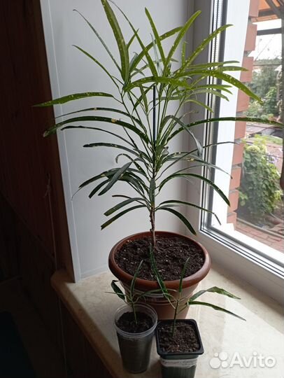 Эксклюзивные комнатные цветы