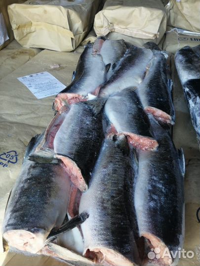 Рыба крупным и мелким оптом. Склад в Иркутске