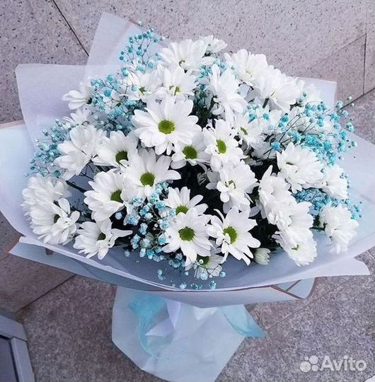 Хризантема