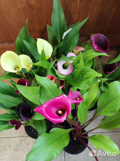 Каллы сортовые, нематантус, шефлера