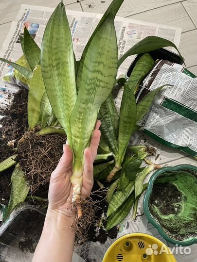 Сансевиерия зейланика