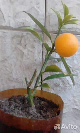 Саженцы лимонов и других видов цитрусовых растений