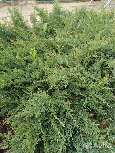 Можжевельник