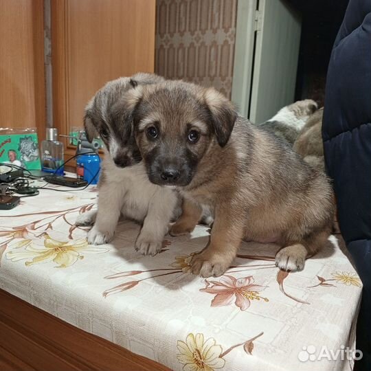 Собака в добрые руки щенок