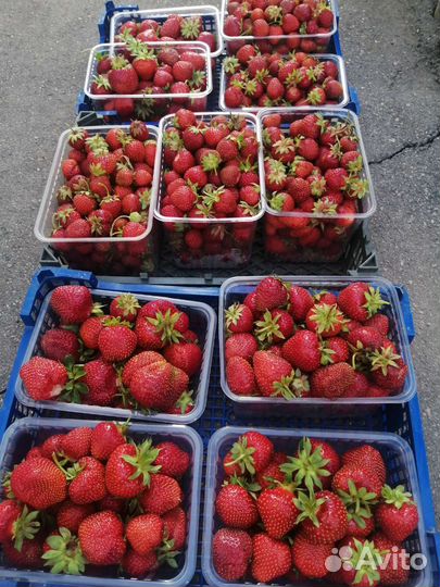 Клубника сортовая (саженцы)(малина, ежевика)