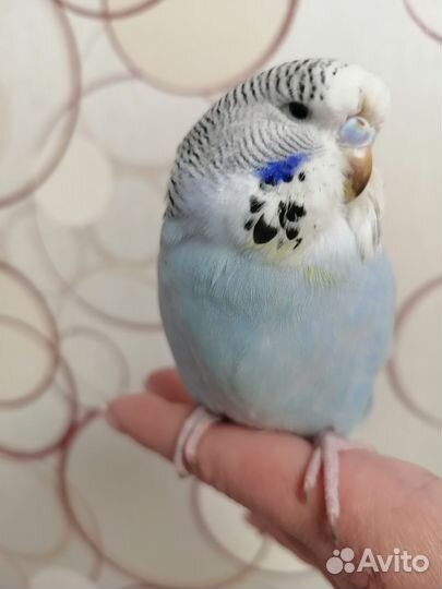 Попугай чех, ввп, ручная самка