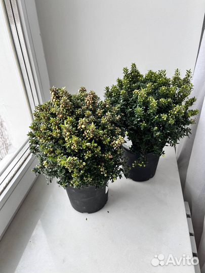 Миртовое дерево, Мирт, подарок, в наличии