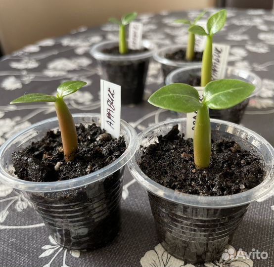 Адениум арабикум