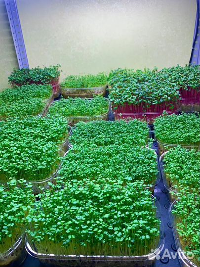 Микрозелень