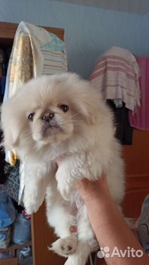 Щенки пекинеса