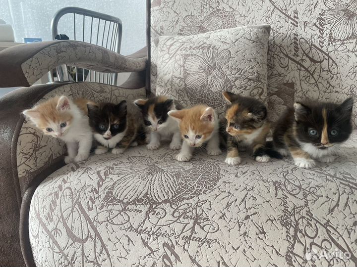 Котята в добрые руки даром