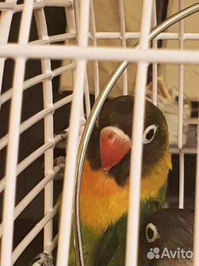 Масковые неразлучники