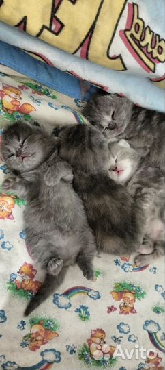 Шотландские котята