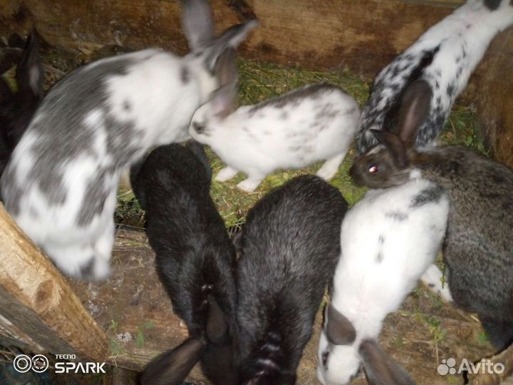 Кролики Серый великан
