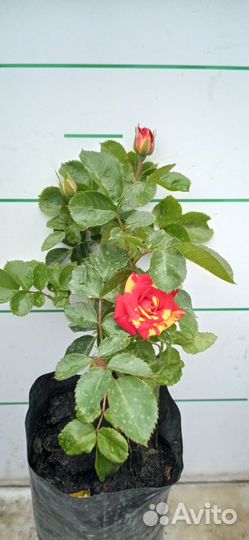 Плодопитомник саженцев