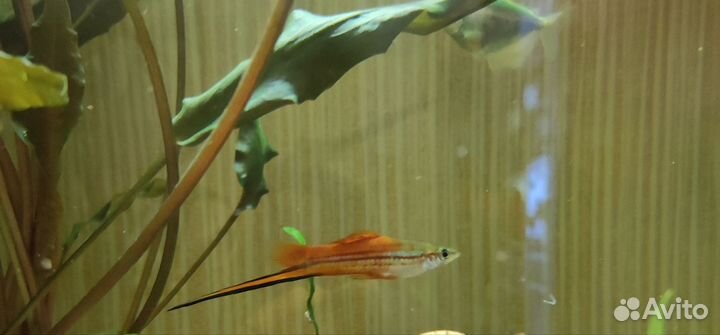 Меченосцы самцы