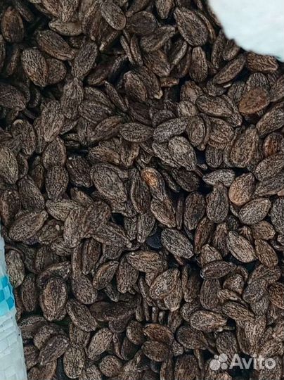 Продаю семена арбуза