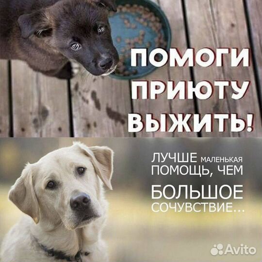 Приют для животных примет в дар пластиковые окна