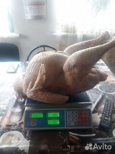 Мясо индюка