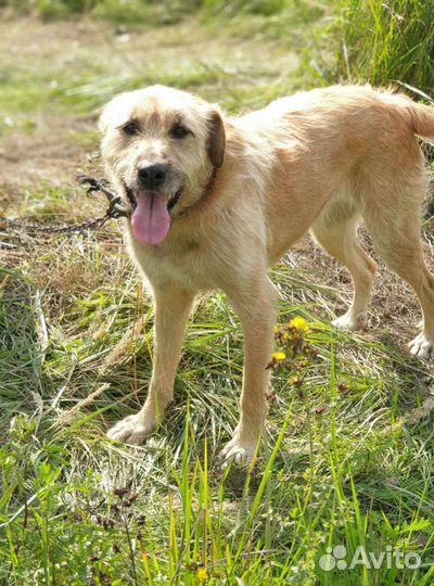 Золотая девочка